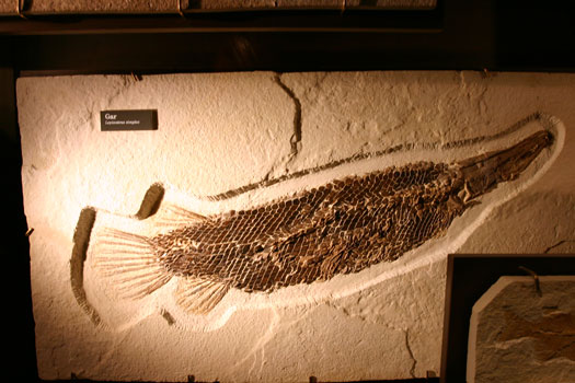 Fossil Butte National Monument