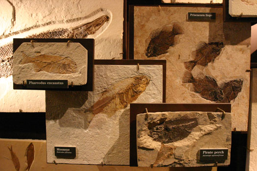 Fossil Butte National Monument