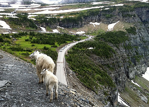 Glacier National Park 
Mountain Goats at Highline Trail