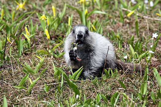 Glacier National Park 
Marmot