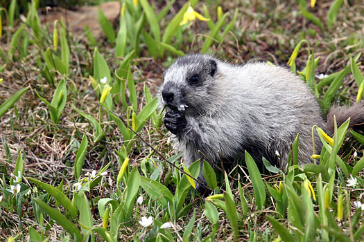 Glacier National Park 
Marmot