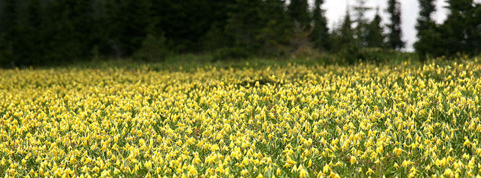 Glacier National Park 
Glacier Lily