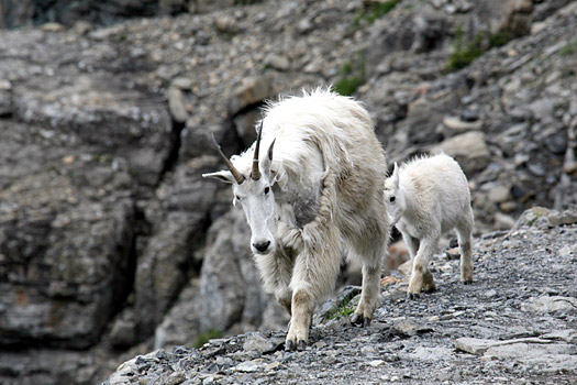 Glacier National Park 
Mountain Goats at Highline Trail
