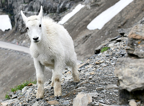 Glacier National Park 
Mountain Goat at Highline Trail