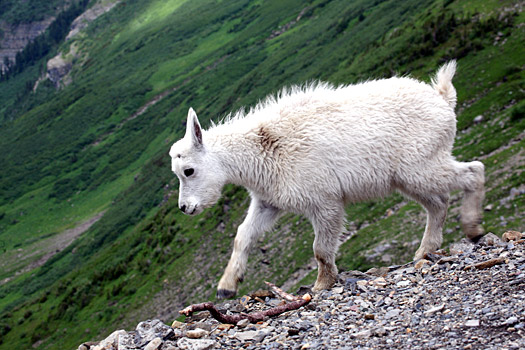 Glacier National Park 
Mountain Goat at Highline Trail
