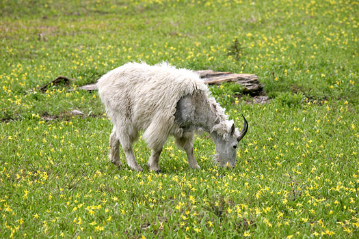 Glacier National Park 
Mountain Goat at Highline Trail