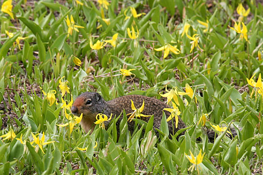 Glacier National Park 
Ground Squirrel and Glacier Lily