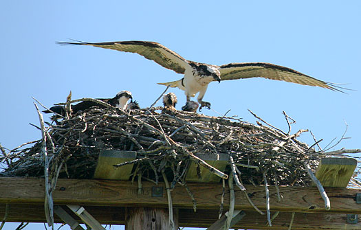 Glacier National Park 
Ospreys at Saint Mary