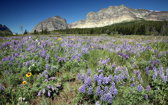 Glacier National Park 
Many Glacier