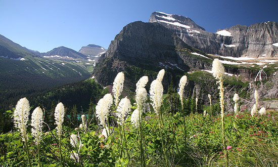 Glacier National Park 
Beargrass, Grinnell Glacier Trail