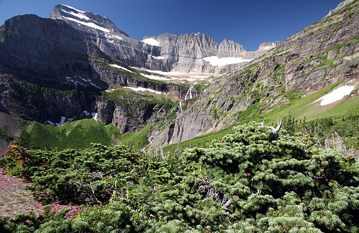 Glacier National Park 
Beargrass, Grinnell Glacier Trail