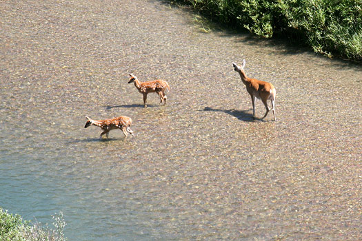 Glacier National Park 
Deers, Lake Josephine
