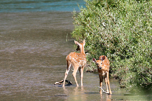 Glacier National Park 
Deers, Lake Josephine