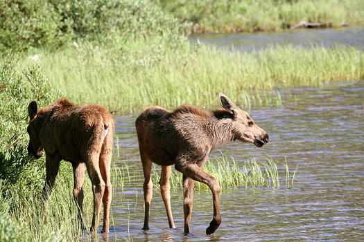 Glacier National Park 
Moose at Fishercap Lake