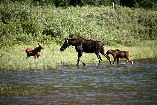 Glacier National Park 
Moose at Fishercap Lake