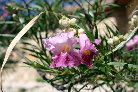 Guadalupe Mountains National ParkDesert Willow