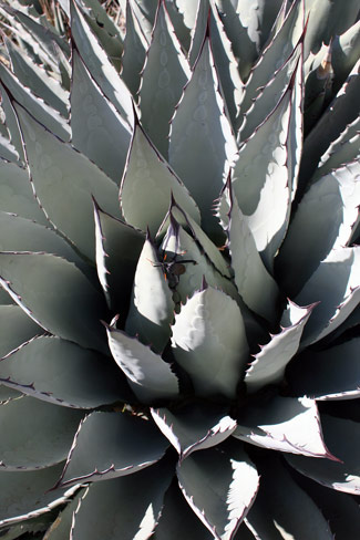 Guadalupe Mountains National ParkAgave