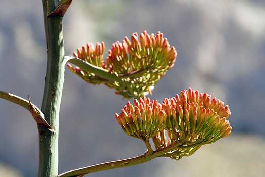 Guadalupe Mountains National ParkAgave