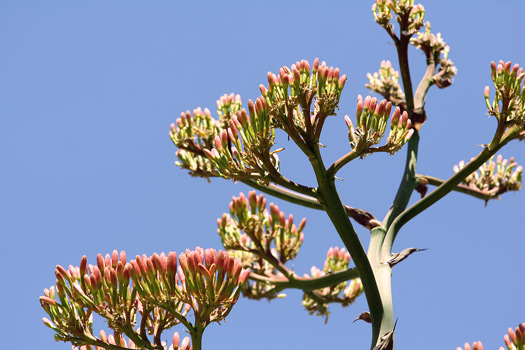 Guadalupe Mountains National ParkAgave