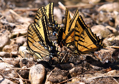 Guadalupe Mountains National ParkButterfly