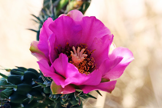 Guadalupe Mountains National ParkPitaya Cactus