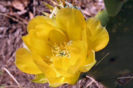 Guadalupe Mountains National ParkPrickly Pear Cactus