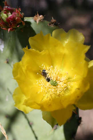 Guadalupe Mountains National ParkPrickly Pear Cactus