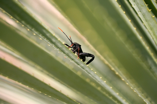 Guadalupe Mountains National ParkCricket