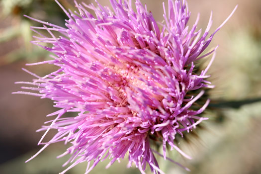 Guadalupe Mountains National ParkWild Flower