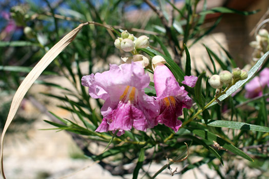 Guadalupe Mountains National ParkDesert Willow