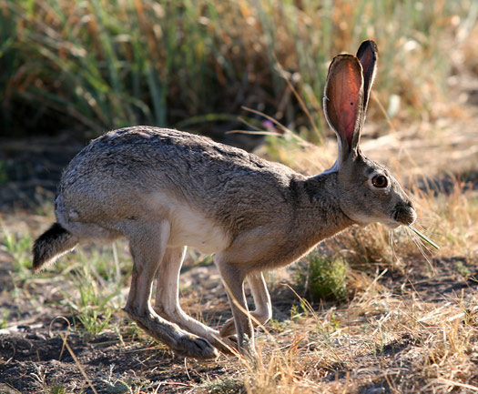 Guadalupe Mountains National ParkJackrabbit