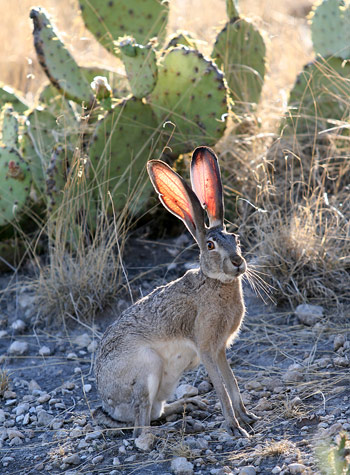 Guadalupe Mountains National ParkJackrabbit