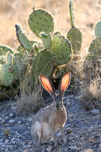 Guadalupe Mountains National ParkJackrabbit