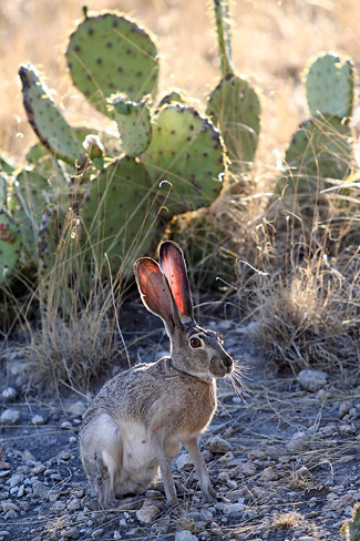 Guadalupe Mountains National ParkJackrabbit