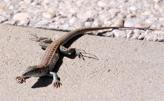 Guadalupe Mountains National ParkLizard