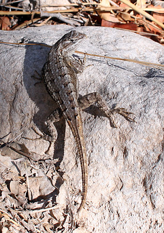 Guadalupe Mountains National ParkLizard