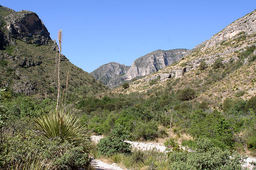 Guadalupe Mountains National ParkMcKittrick Canyon Trail