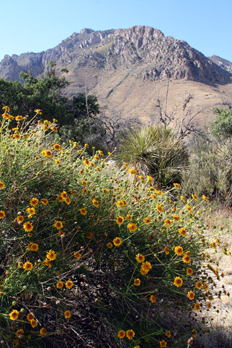 Guadalupe Mountains National ParkDesert Marigold