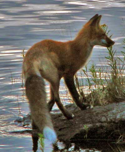 Isle Royale National Park Fox