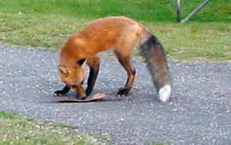 Isle Royale National Park Fox
