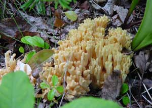 Isle Royale National Park