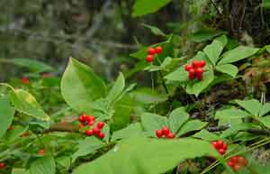 Isle Royale National Park