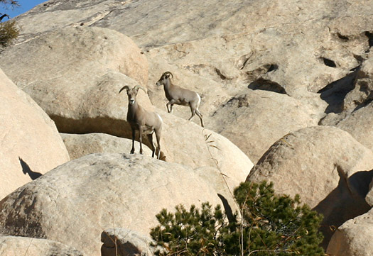 Joshua Tree National Park 
Bighorn Sheep