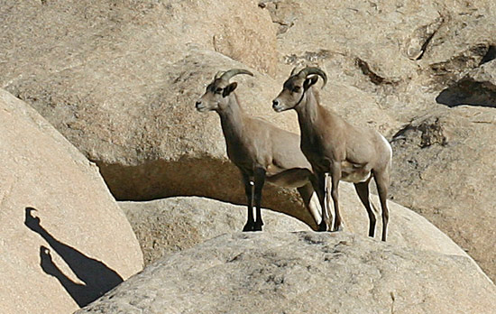 Joshua Tree National Park 
Bighorn Sheep