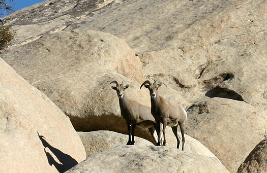 Joshua Tree National Park 
Bighorn Sheep