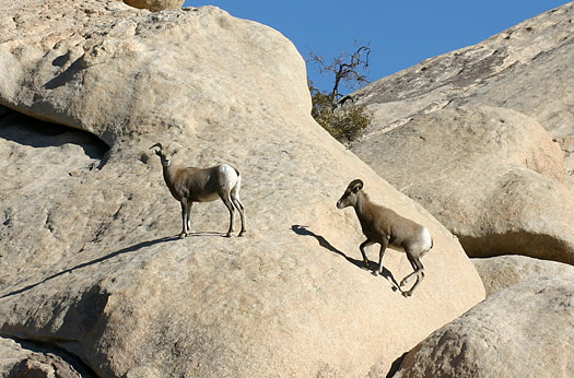 Joshua Tree National Park 
Bighorn Sheep