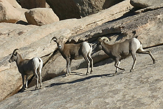 Joshua Tree National Park 
Bighorn Sheep