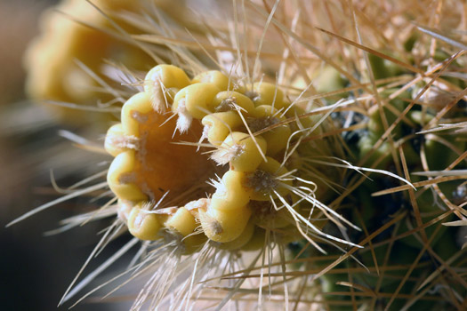 Joshua Tree National Park 
Cholla Cactus Garden