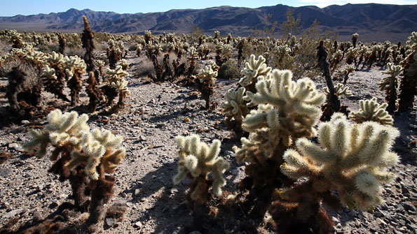 Joshua Tree National Park 
Cholla Cactus Garden