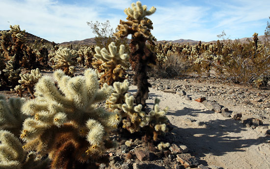 Joshua Tree National Park 
Cholla Cactus Garden